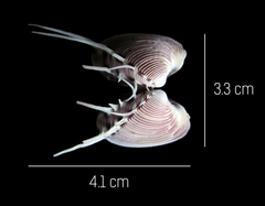 Hysteroconcha lupanaria