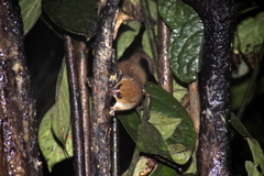 Microcebus rufus