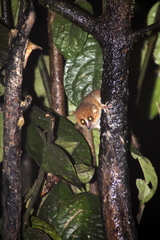 Microcebus rufus