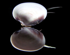 Hysteroconcha lupanaria