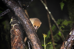 Microcebus rufus