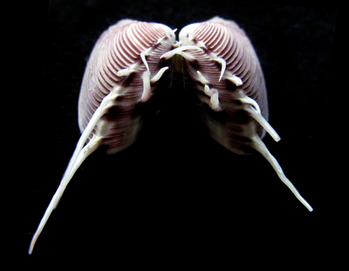 Panamic Comb Venus