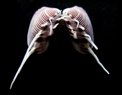 Hysteroconcha lupanaria