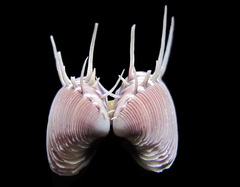 Hysteroconcha lupanaria