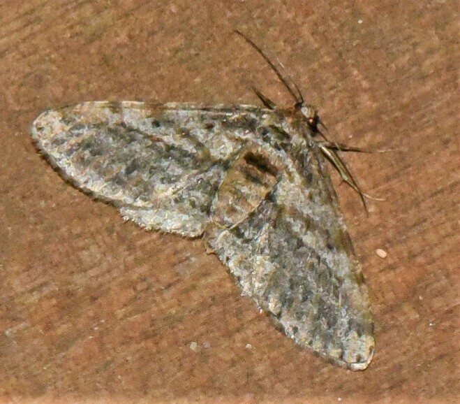 Cleora polymiges