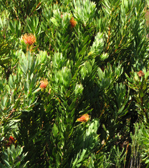 Leucospermum