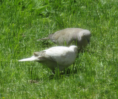 Streptopelia decaocto
