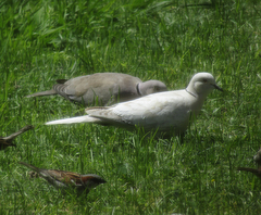 Streptopelia decaocto
