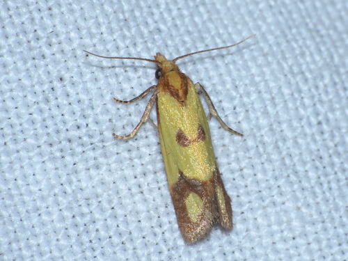Agapeta zoegana