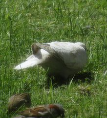 Streptopelia decaocto