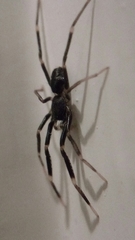Liophrurillus flavitarsis