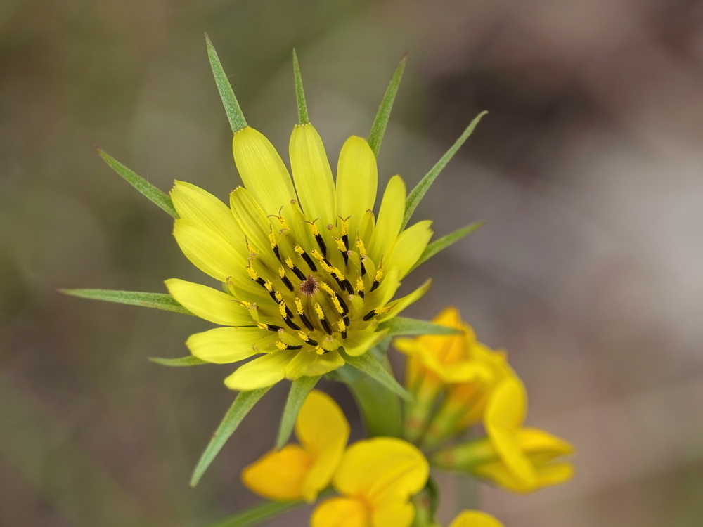 Yellow Salsify (Wyman's 