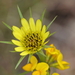 Yellow Salsify - Photo (c) Hans, some rights reserved (CC BY-NC), uploaded by Hans