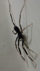 Liophrurillus flavitarsis