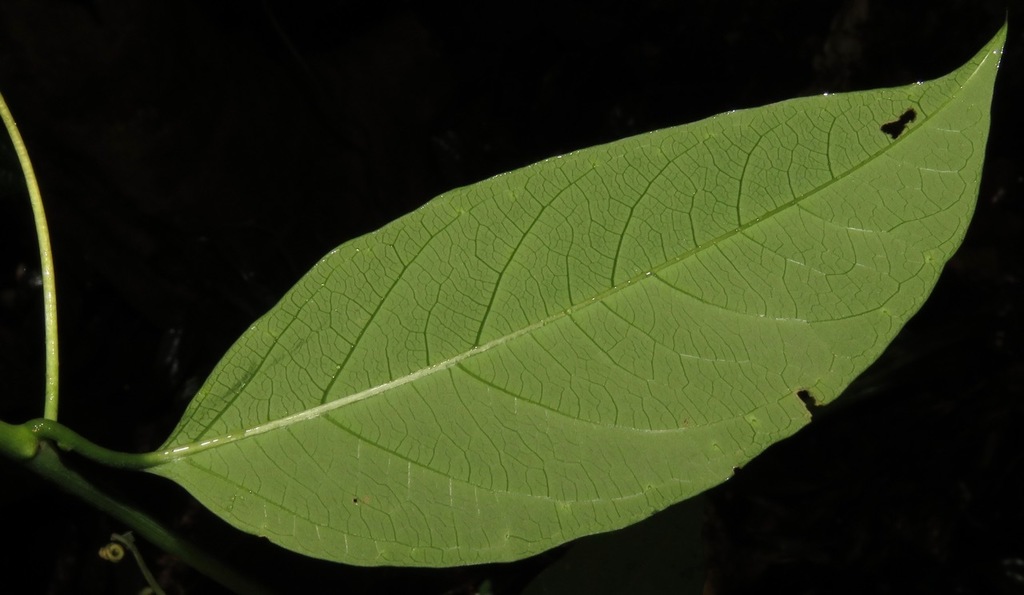 Passiflora glandulosa