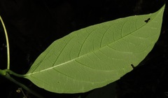Passiflora glandulosa