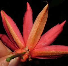 Passiflora glandulosa