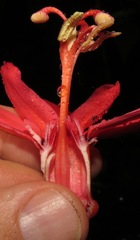 Passiflora glandulosa