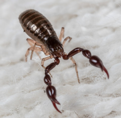 Neobisiidae