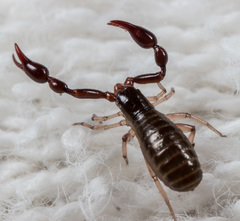 Neobisiidae