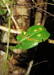 Passiflora glandulosa