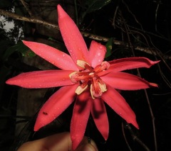 Passiflora glandulosa
