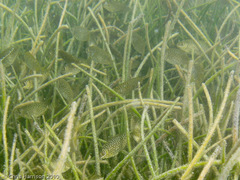 Siganus spinus