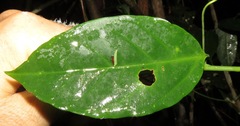 Passiflora glandulosa