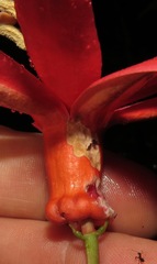 Passiflora glandulosa