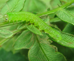 Strongylogaster filicis