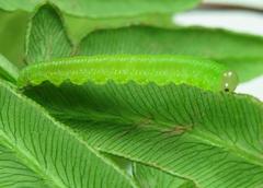 Strongylogaster filicis