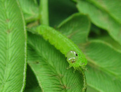 Strongylogaster filicis