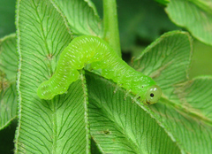 Strongylogaster filicis