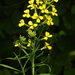 Erysimum insubricum - Photo (c) Mirko Tomasi,  זכויות יוצרים חלקיות (CC BY-NC), הועלה על ידי Mirko Tomasi