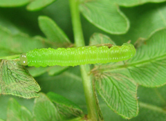 Strongylogaster filicis