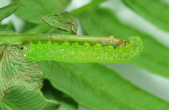 Strongylogaster filicis