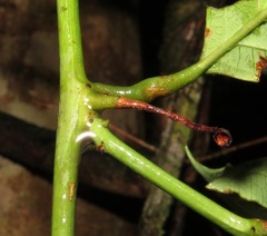 Passiflora glandulosa