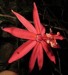 Passiflora glandulosa