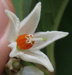 Solanum leucocarpon