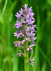 Dactylorhiza sibirica