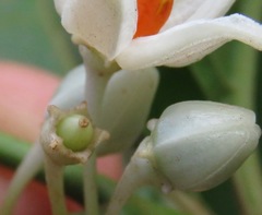 Solanum leucocarpon