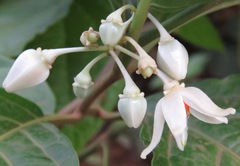 Solanum leucocarpon
