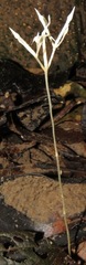 Voyria parasitica