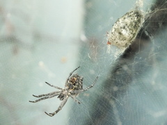 Cyrtophora citricola