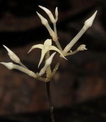 Voyria parasitica
