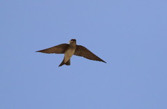 Gray-Throated Martin photo 5