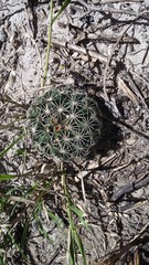 Coryphantha delicata