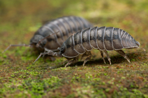 Nosy Pill Woodlouse, photo 6 of 10