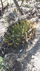 Ariocarpus trigonus