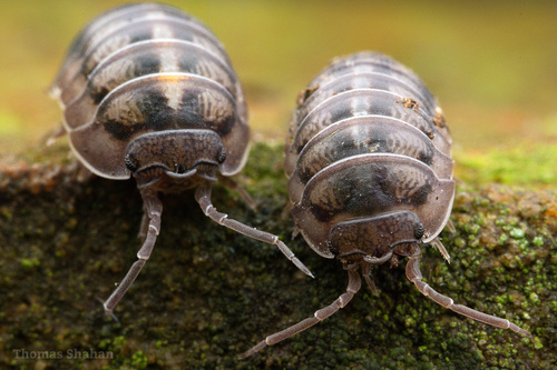 Nosy Pill Woodlouse, photo 9 of 10